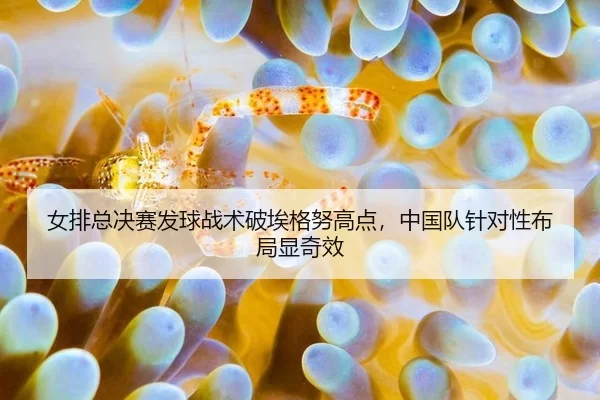 女排总决赛发球战术破埃格努高点，中国队针对性布局显奇效